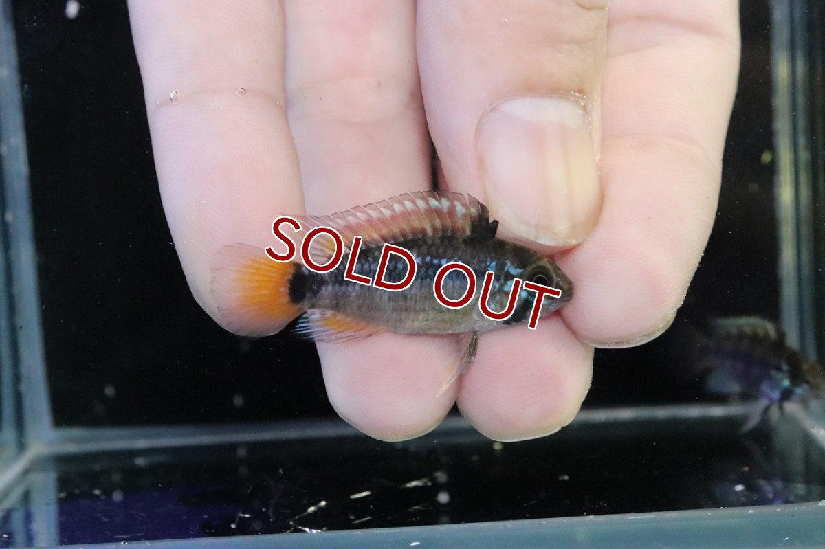 画像1: 【淡水魚】【通販】No2 アピストグラマ パパゲイ(オルテガイ) ワイルド【１ペア 個体販売】(アピストグラマ)(生体)(熱帯魚)NKAP (1)