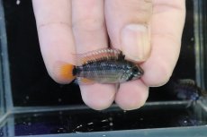 画像1: 【淡水魚】【通販】No2 アピストグラマ パパゲイ(オルテガイ) ワイルド【１ペア 個体販売】(アピストグラマ)(生体)(熱帯魚)NKAP (1)