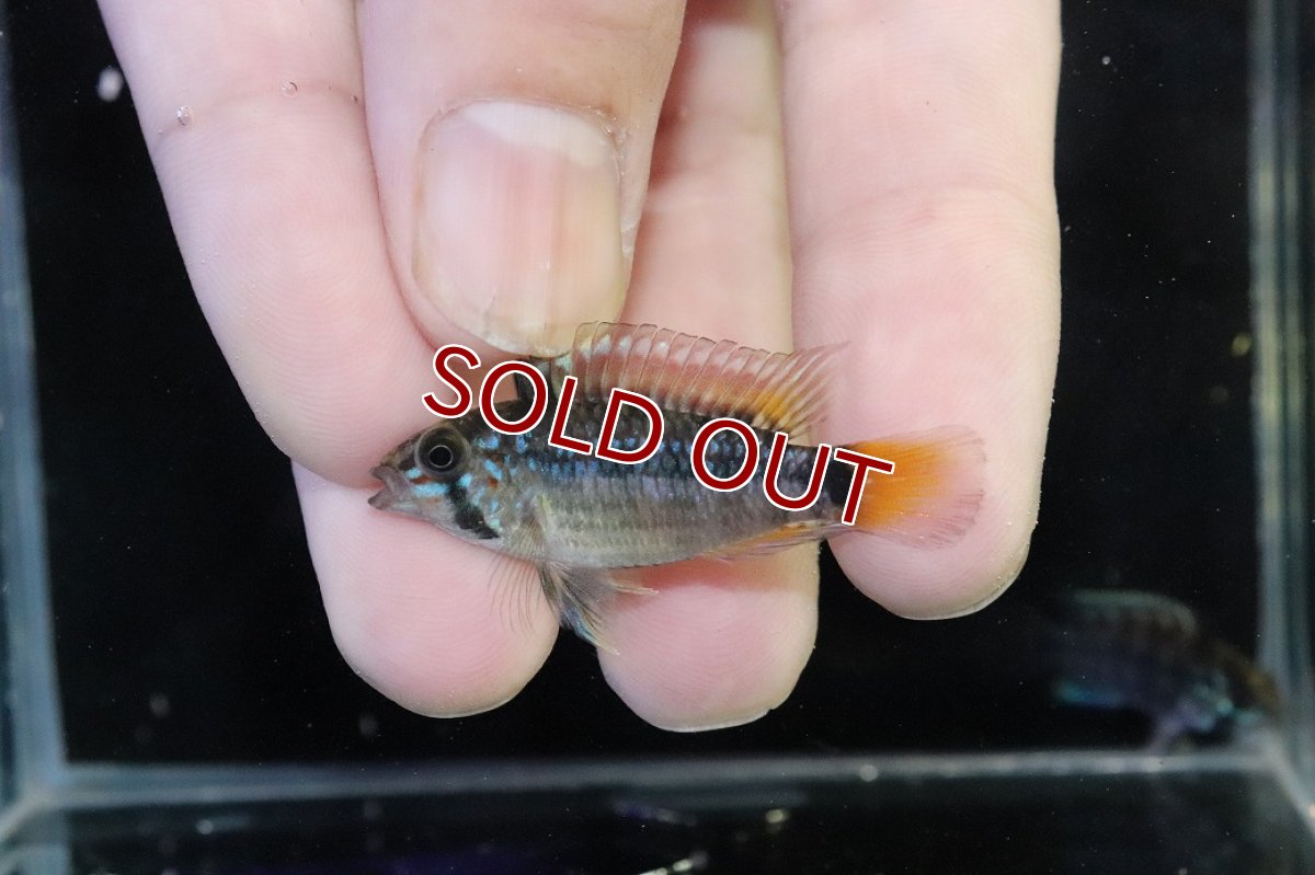 画像2: 【淡水魚】【通販】No2 アピストグラマ パパゲイ(オルテガイ) ワイルド【１ペア 個体販売】(アピストグラマ)(生体)(熱帯魚)NKAP (2)