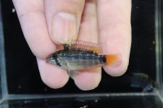 画像2: 【淡水魚】【通販】No2 アピストグラマ パパゲイ(オルテガイ) ワイルド【１ペア 個体販売】(アピストグラマ)(生体)(熱帯魚)NKAP (2)