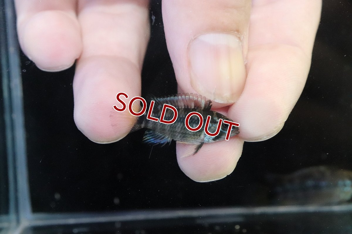 画像3: 【淡水魚】【通販】No2 アピストグラマ パパゲイ(オルテガイ) ワイルド【１ペア 個体販売】(アピストグラマ)(生体)(熱帯魚)NKAP (3)