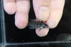 画像3: 【淡水魚】【通販】No2 アピストグラマ パパゲイ(オルテガイ) ワイルド【１ペア 個体販売】(アピストグラマ)(生体)(熱帯魚)NKAP (3)