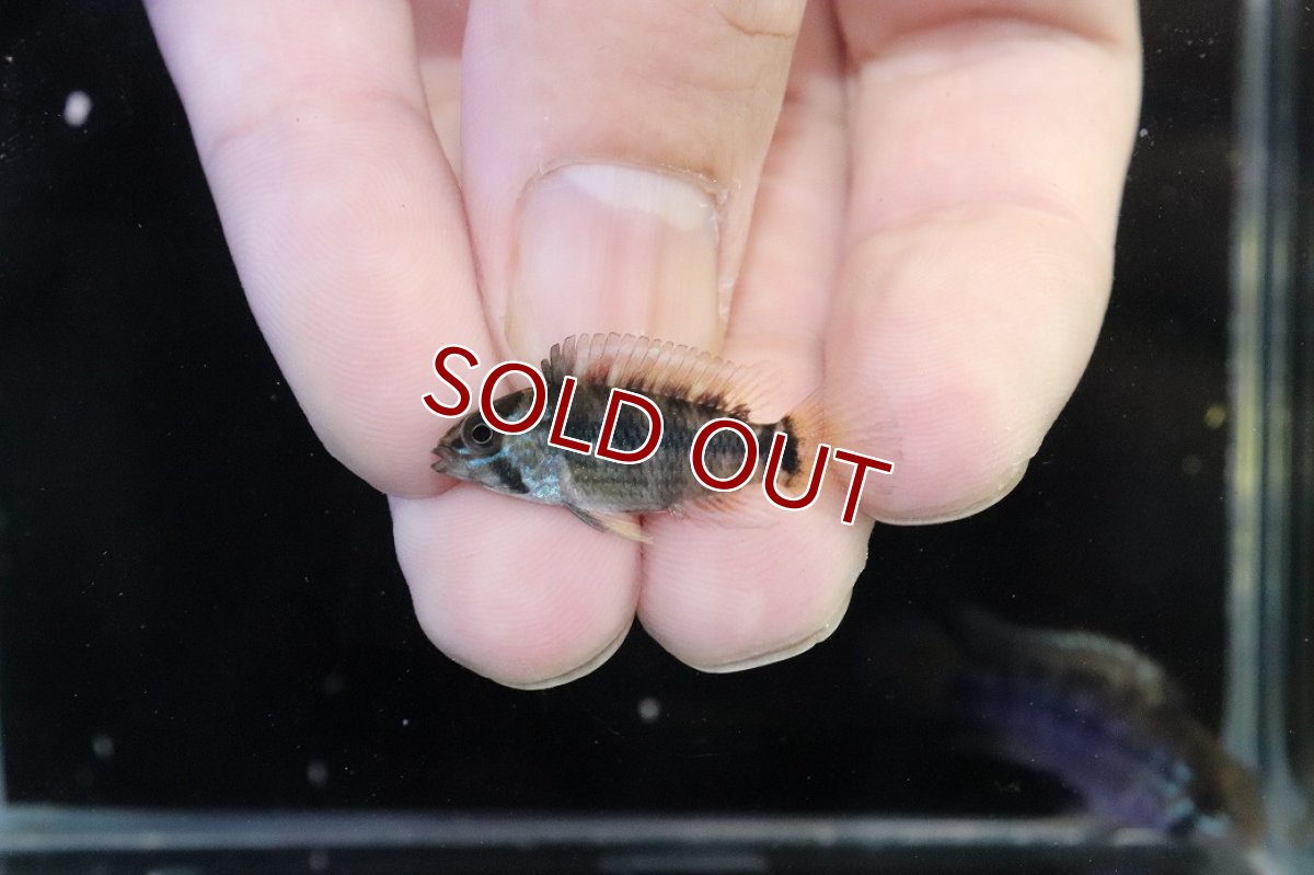 画像4: 【淡水魚】【通販】No2 アピストグラマ パパゲイ(オルテガイ) ワイルド【１ペア 個体販売】(アピストグラマ)(生体)(熱帯魚)NKAP (4)