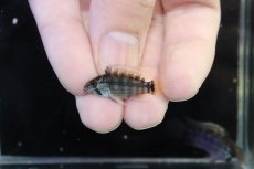 画像4: 【淡水魚】【通販】No2 アピストグラマ パパゲイ(オルテガイ) ワイルド【１ペア 個体販売】(アピストグラマ)(生体)(熱帯魚)NKAP (4)