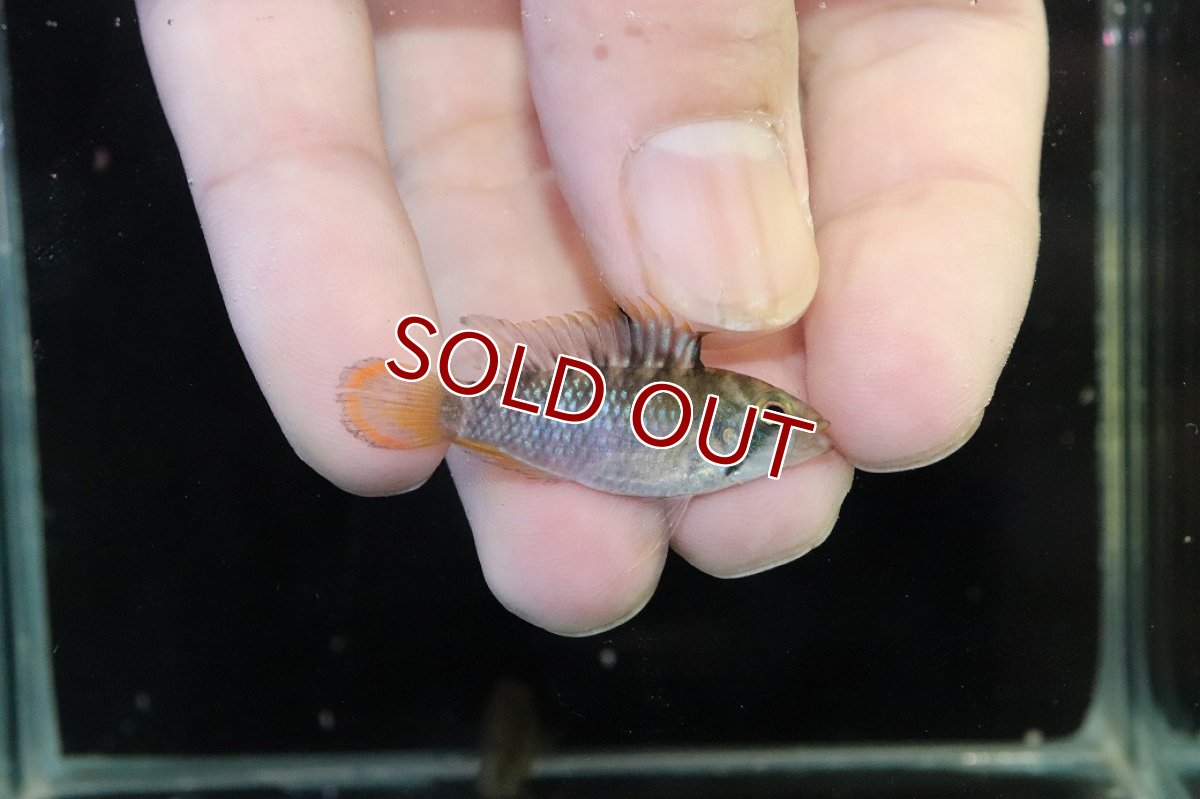 画像1: 【淡水魚】【通販】アピストグラマ インカ50（バエンスヒ） ペルー産 ワイルド【１ペア 個体販売】(アピストグラマ)(生体)(熱帯魚)NKAP (1)