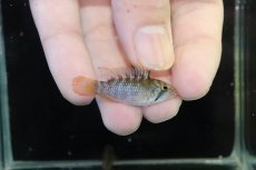 画像1: 【淡水魚】【通販】アピストグラマ インカ50（バエンスヒ） ペルー産 ワイルド【１ペア 個体販売】(アピストグラマ)(生体)(熱帯魚)NKAP (1)