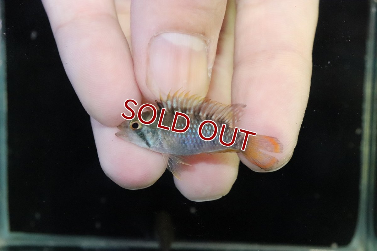 画像2: 【淡水魚】【通販】アピストグラマ インカ50（バエンスヒ） ペルー産 ワイルド【１ペア 個体販売】(アピストグラマ)(生体)(熱帯魚)NKAP (2)