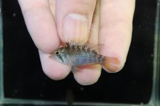 画像2: 【淡水魚】【通販】アピストグラマ インカ50（バエンスヒ） ペルー産 ワイルド【１ペア 個体販売】(アピストグラマ)(生体)(熱帯魚)NKAP (2)