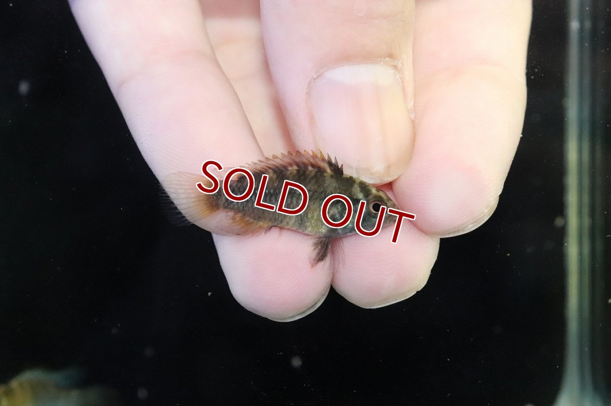 画像3: 【淡水魚】【通販】アピストグラマ インカ50（バエンスヒ） ペルー産 ワイルド【１ペア 個体販売】(アピストグラマ)(生体)(熱帯魚)NKAP (3)