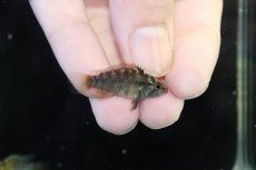 画像3: 【淡水魚】【通販】アピストグラマ インカ50（バエンスヒ） ペルー産 ワイルド【１ペア 個体販売】(アピストグラマ)(生体)(熱帯魚)NKAP (3)