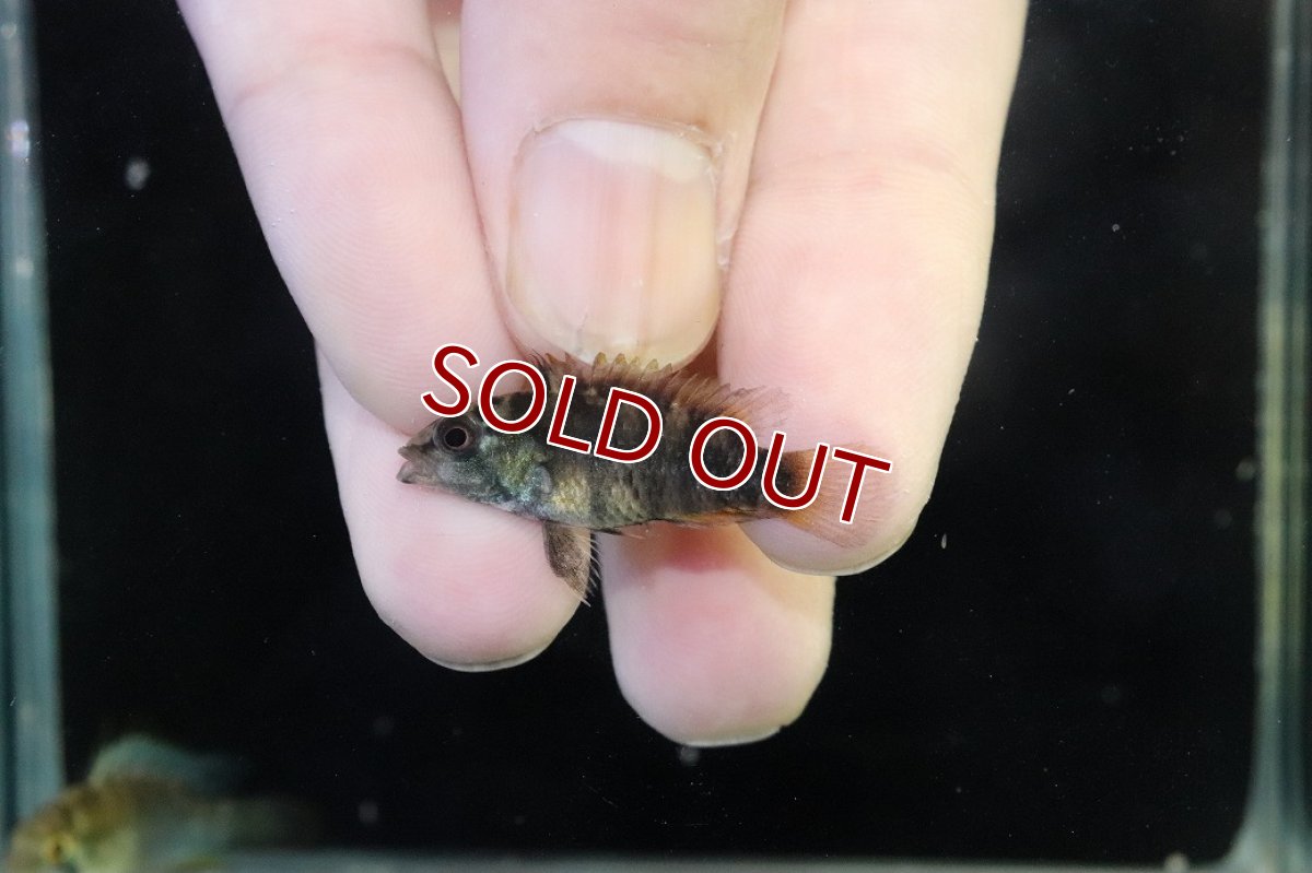 画像4: 【淡水魚】【通販】アピストグラマ インカ50（バエンスヒ） ペルー産 ワイルド【１ペア 個体販売】(アピストグラマ)(生体)(熱帯魚)NKAP (4)