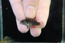 画像4: 【淡水魚】【通販】アピストグラマ インカ50（バエンスヒ） ペルー産 ワイルド【１ペア 個体販売】(アピストグラマ)(生体)(熱帯魚)NKAP (4)