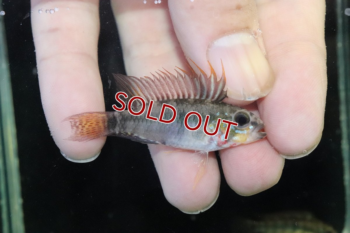 画像1: 【淡水魚】【通販】アピストグラマ D39 アルトヴァウペス コロンビア産 ワイルド【１ペア 個体販売】(アピストグラマ)(生体)(熱帯魚)NKAP (1)