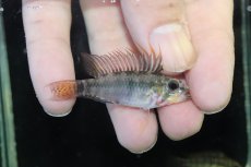 画像1: 【ウィンターセール 10％OFF対象商品】【淡水魚】【通販】アピストグラマ D39 アルトヴァウペス コロンビア産 ワイルド【１ペア 個体販売】(アピストグラマ)(生体)(熱帯魚)NKAP (1)