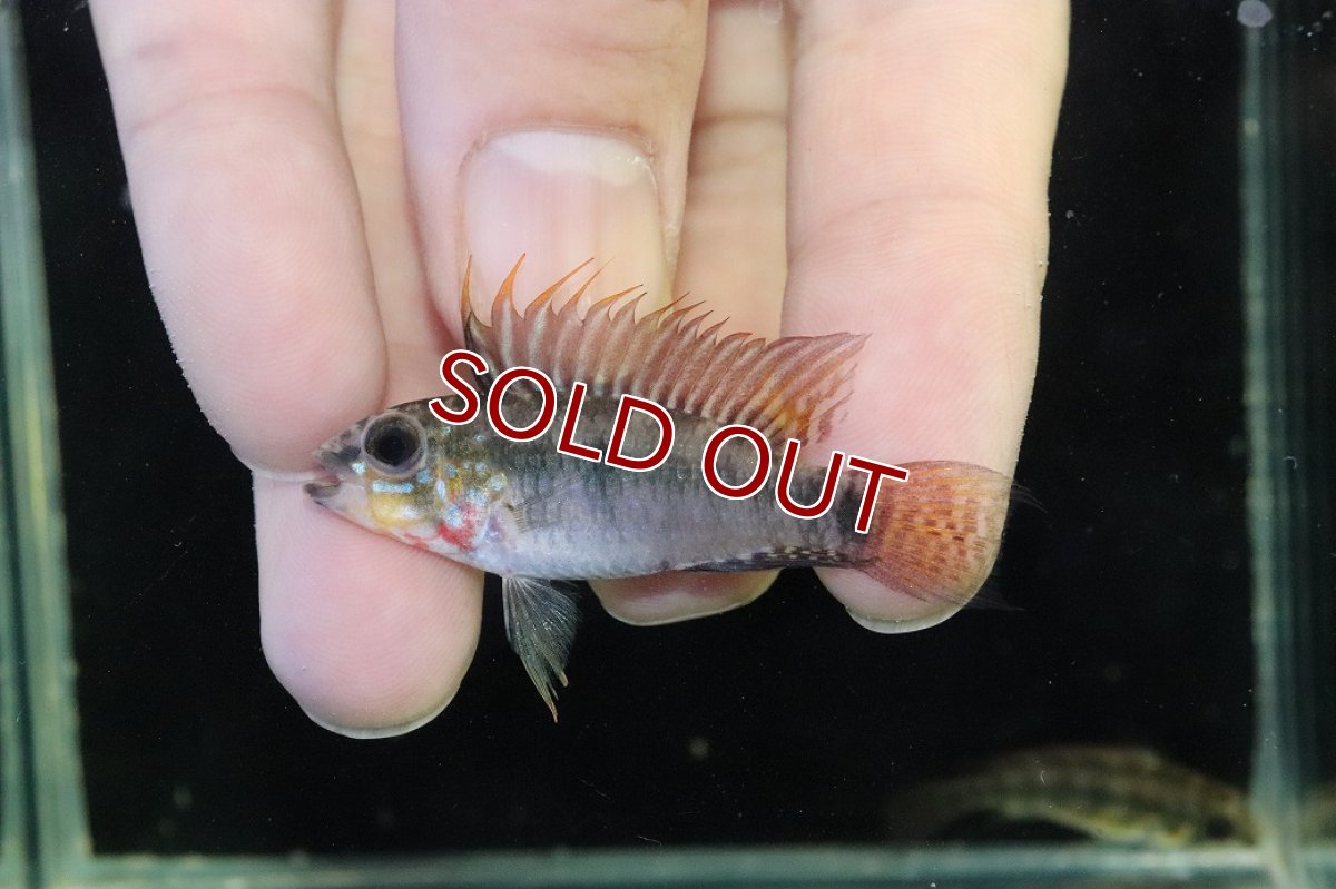 画像2: 【淡水魚】【通販】アピストグラマ D39 アルトヴァウペス コロンビア産 ワイルド【１ペア 個体販売】(アピストグラマ)(生体)(熱帯魚)NKAP (2)