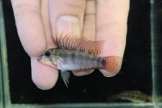 画像2: 【ウィンターセール 10％OFF対象商品】【淡水魚】【通販】アピストグラマ D39 アルトヴァウペス コロンビア産 ワイルド【１ペア 個体販売】(アピストグラマ)(生体)(熱帯魚)NKAP (2)