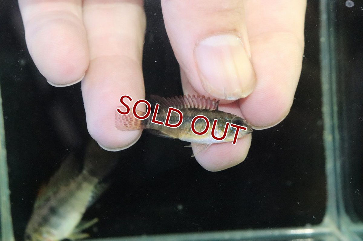 画像3: 【淡水魚】【通販】アピストグラマ D39 アルトヴァウペス コロンビア産 ワイルド【１ペア 個体販売】(アピストグラマ)(生体)(熱帯魚)NKAP (3)