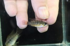 画像3: 【ウィンターセール 10％OFF対象商品】【淡水魚】【通販】アピストグラマ D39 アルトヴァウペス コロンビア産 ワイルド【１ペア 個体販売】(アピストグラマ)(生体)(熱帯魚)NKAP (3)