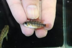 画像4: 【ウィンターセール 10％OFF対象商品】【淡水魚】【通販】アピストグラマ D39 アルトヴァウペス コロンビア産 ワイルド【１ペア 個体販売】(アピストグラマ)(生体)(熱帯魚)NKAP (4)