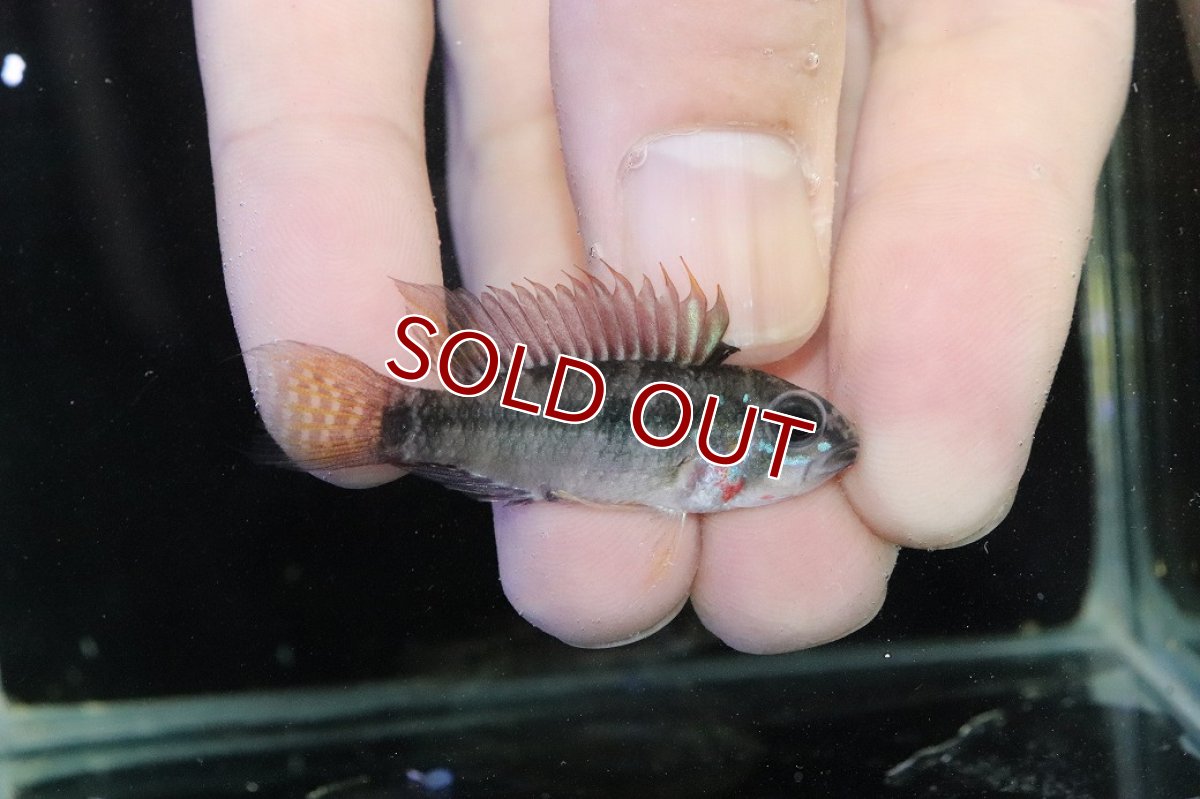 画像1: 【淡水魚】【通販】アピストグラマ D39 アルトヴァウペス コロンビア産 ワイルド【１ペア 個体販売】(アピストグラマ)(生体)(熱帯魚)NKAP (1)