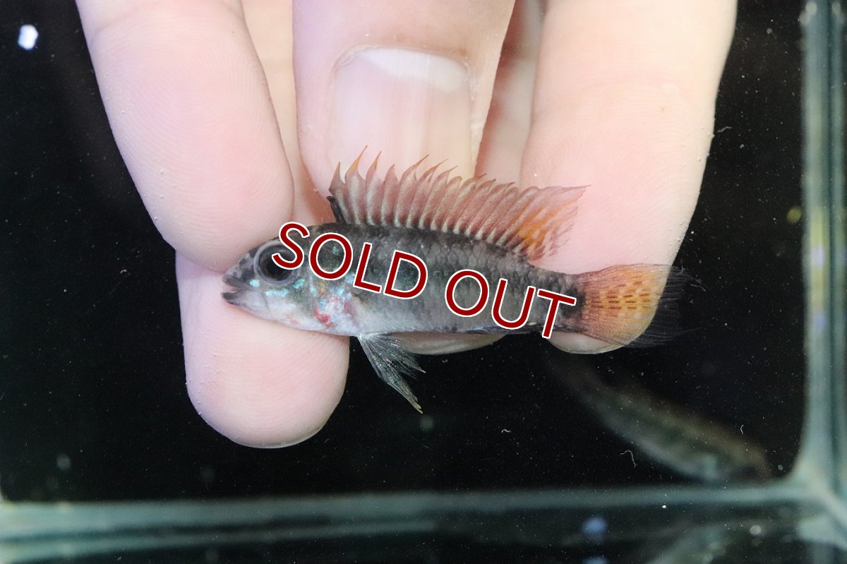 画像2: 【淡水魚】【通販】アピストグラマ D39 アルトヴァウペス コロンビア産 ワイルド【１ペア 個体販売】(アピストグラマ)(生体)(熱帯魚)NKAP (2)