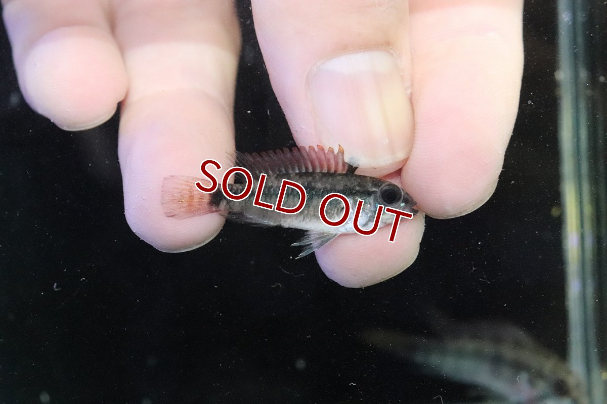 画像3: 【淡水魚】【通販】アピストグラマ D39 アルトヴァウペス コロンビア産 ワイルド【１ペア 個体販売】(アピストグラマ)(生体)(熱帯魚)NKAP (3)