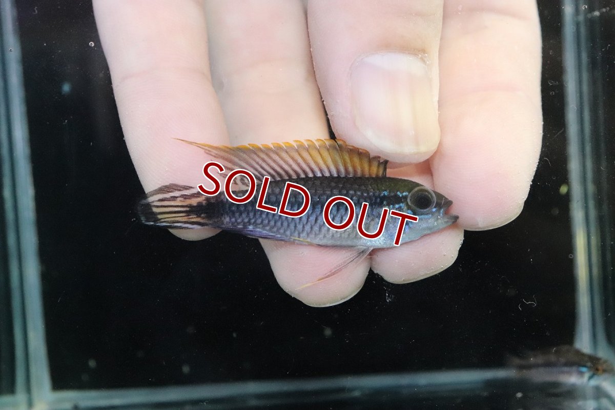 画像1: 【淡水魚】【通販】新産地 No1 アピストグラマ アガシジィ クイペウア産 ワイルド【１ペア 個体販売】(アピストグラマ)(生体)(熱帯魚)NKAP (1)