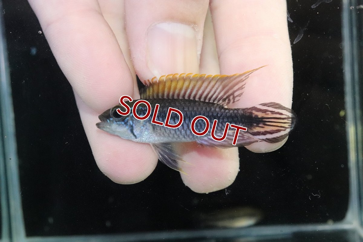 画像2: 【淡水魚】【通販】新産地 No1 アピストグラマ アガシジィ クイペウア産 ワイルド【１ペア 個体販売】(アピストグラマ)(生体)(熱帯魚)NKAP (2)