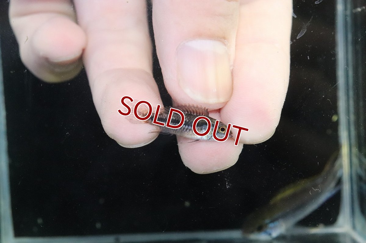 画像3: 【淡水魚】【通販】新産地 No1 アピストグラマ アガシジィ クイペウア産 ワイルド【１ペア 個体販売】(アピストグラマ)(生体)(熱帯魚)NKAP (3)