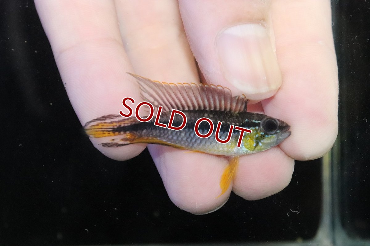 画像1: 【淡水魚】【通販】新産地 No2 アピストグラマ アガシジィ クイペウア産 ワイルド【１ペア 個体販売】(アピストグラマ)(生体)(熱帯魚)NKAP (1)