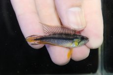 画像1: 【淡水魚】【通販】新産地 No2 アピストグラマ アガシジィ クイペウア産 ワイルド【１ペア 個体販売】(アピストグラマ)(生体)(熱帯魚)NKAP (1)