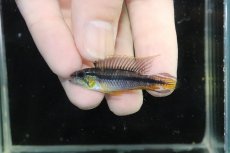 画像2: 【淡水魚】【通販】新産地 No2 アピストグラマ アガシジィ クイペウア産 ワイルド【１ペア 個体販売】(アピストグラマ)(生体)(熱帯魚)NKAP (2)