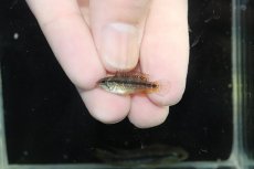 画像4: 【淡水魚】【通販】新産地 No2 アピストグラマ アガシジィ クイペウア産 ワイルド【１ペア 個体販売】(アピストグラマ)(生体)(熱帯魚)NKAP (4)