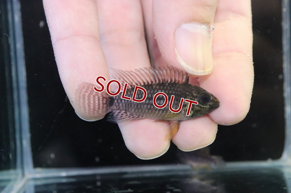 画像1: 【淡水魚】【通販】レア種 アピストグラマ フィールフレック ワイルド【１ペア 個体販売】(アピストグラマ)(生体)(熱帯魚)NKAP (1)