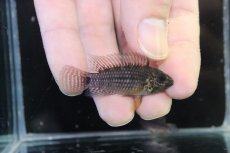 画像1: 【淡水魚】【通販】レア種 アピストグラマ フィールフレック ワイルド【１ペア 個体販売】(アピストグラマ)(生体)(熱帯魚)NKAP (1)