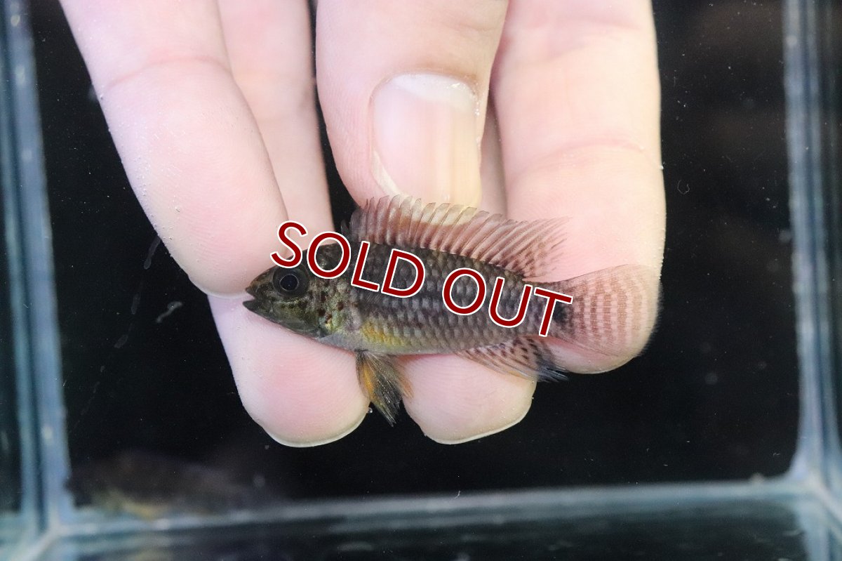 画像2: 【淡水魚】【通販】レア種 アピストグラマ フィールフレック ワイルド【１ペア 個体販売】(アピストグラマ)(生体)(熱帯魚)NKAP (2)