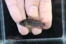 画像2: 【淡水魚】【通販】レア種 アピストグラマ フィールフレック ワイルド【１ペア 個体販売】(アピストグラマ)(生体)(熱帯魚)NKAP (2)