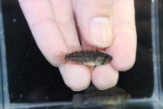 画像3: 【淡水魚】【通販】レア種 アピストグラマ フィールフレック ワイルド【１ペア 個体販売】(アピストグラマ)(生体)(熱帯魚)NKAP (3)