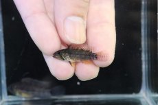 画像4: 【淡水魚】【通販】レア種 アピストグラマ フィールフレック ワイルド【１ペア 個体販売】(アピストグラマ)(生体)(熱帯魚)NKAP (4)