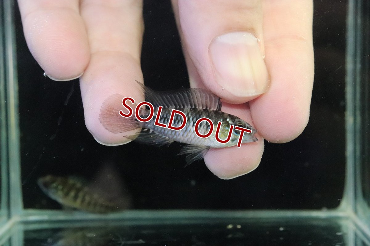 画像1: 【淡水魚】【通販】レア種 アピストグラマ ボレリーパンタナール ミモザ産 ワイルド【１ペア 個体販売】(アピストグラマ)(生体)(熱帯魚)NKAP (1)