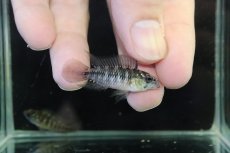 画像1: 【淡水魚】【通販】レア種 アピストグラマ ボレリーパンタナール ミモザ産 ワイルド【１ペア 個体販売】(アピストグラマ)(生体)(熱帯魚)NKAP (1)