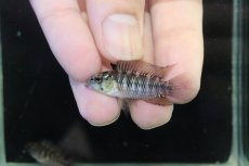 画像2: 【淡水魚】【通販】レア種 アピストグラマ ボレリーパンタナール ミモザ産 ワイルド【１ペア 個体販売】(アピストグラマ)(生体)(熱帯魚)NKAP (2)