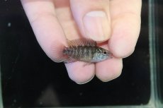 画像3: 【淡水魚】【通販】レア種 アピストグラマ ボレリーパンタナール ミモザ産 ワイルド【１ペア 個体販売】(アピストグラマ)(生体)(熱帯魚)NKAP (3)