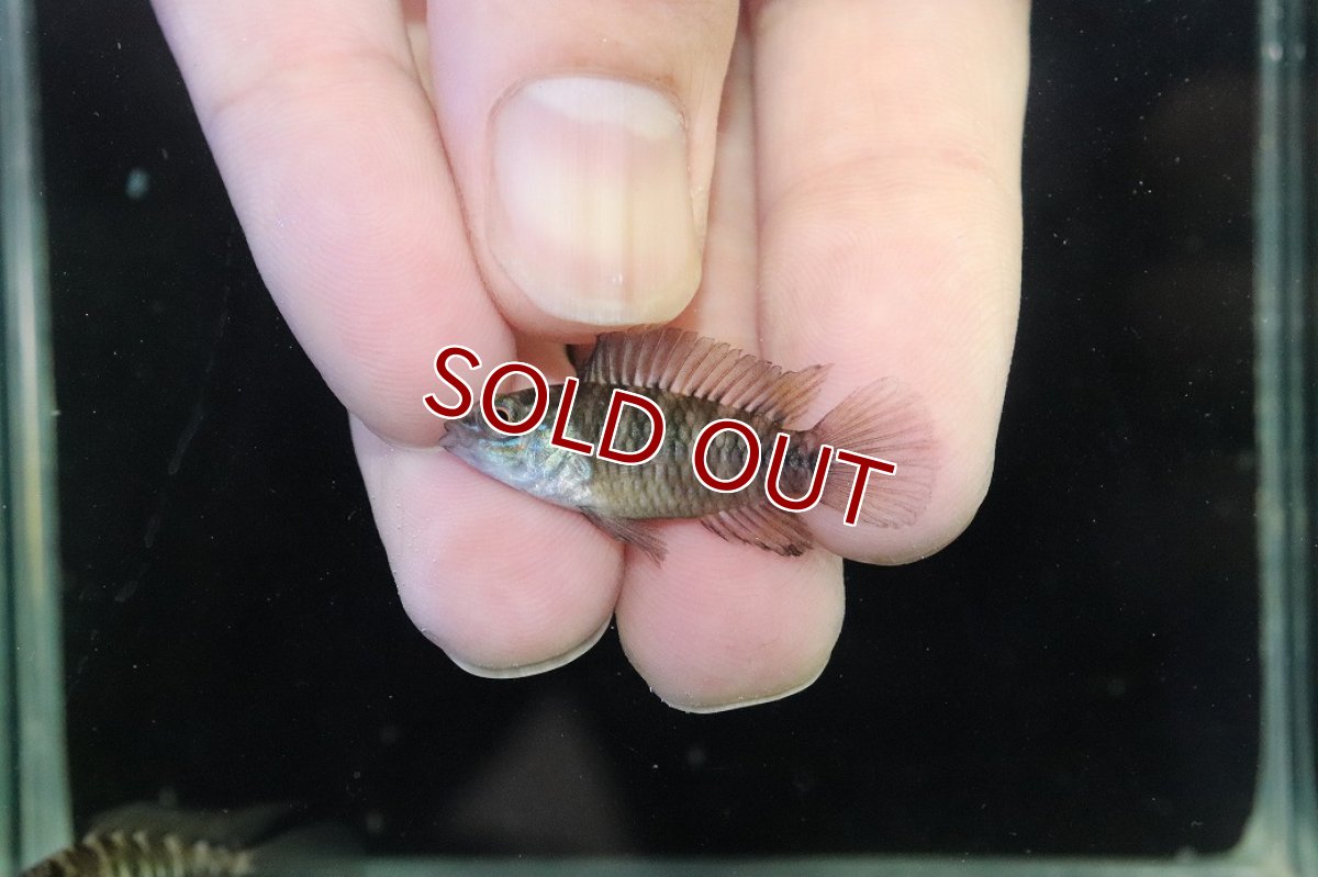 画像4: 【淡水魚】【通販】レア種 アピストグラマ ボレリーパンタナール ミモザ産 ワイルド【１ペア 個体販売】(アピストグラマ)(生体)(熱帯魚)NKAP (4)