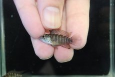 画像4: 【淡水魚】【通販】レア種 アピストグラマ ボレリーパンタナール ミモザ産 ワイルド【１ペア 個体販売】(アピストグラマ)(生体)(熱帯魚)NKAP (4)