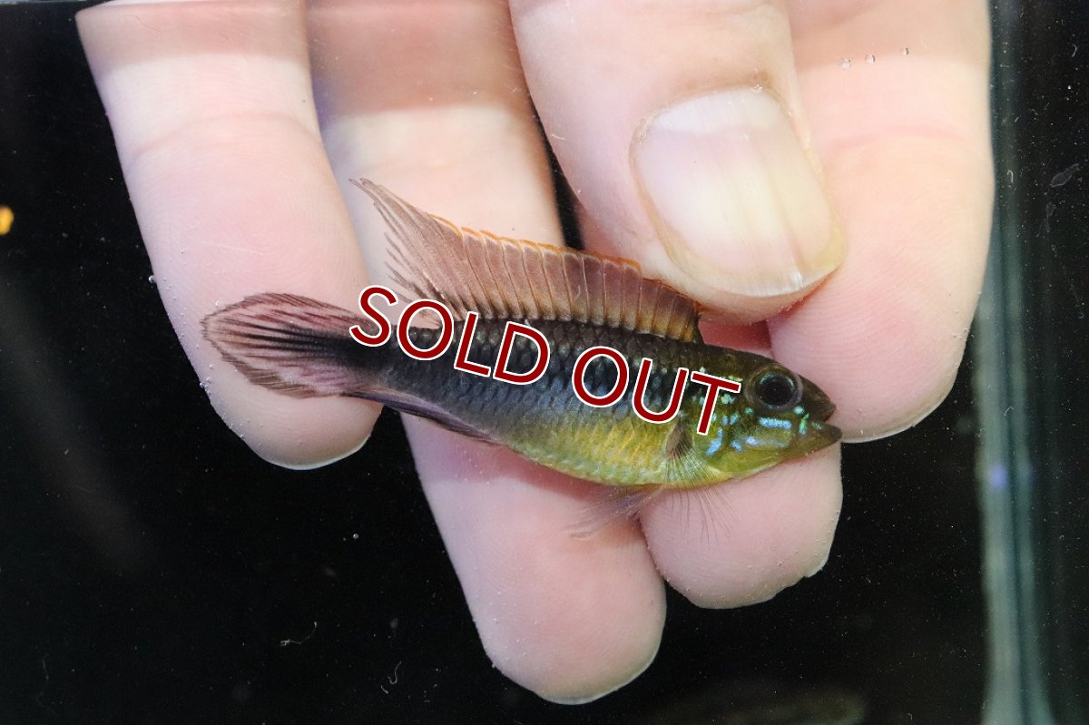 画像1: 【淡水魚】【通販】アピストグラマ アガシジィ ナナイ産 ワイルド【１ペア 個体販売】(アピストグラマ)(生体)(熱帯魚)NKAP (1)