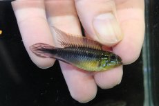 画像1: 【淡水魚】【通販】アピストグラマ アガシジィ ナナイ産 ワイルド【１ペア 個体販売】(アピストグラマ)(生体)(熱帯魚)NKAP (1)