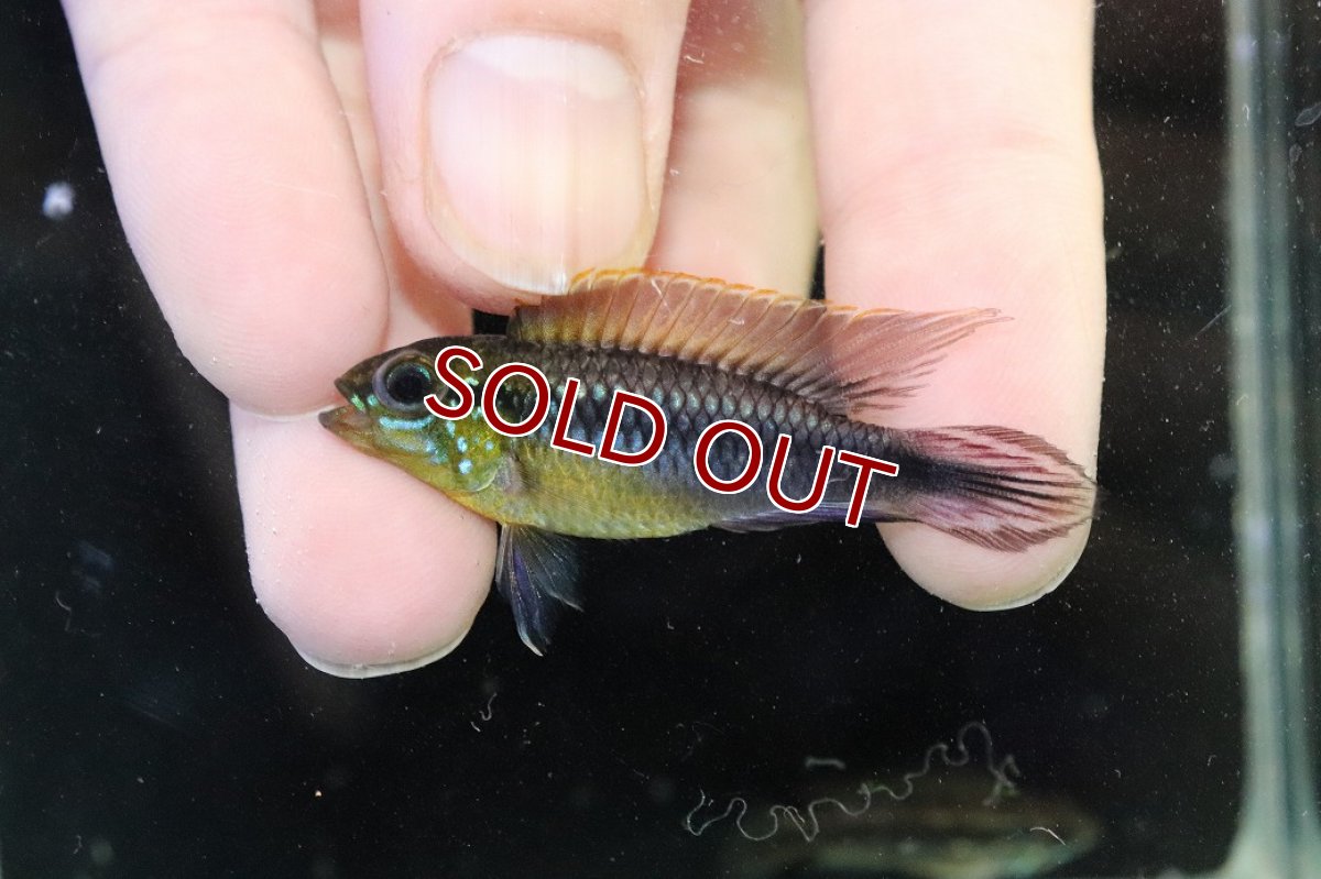 画像2: 【淡水魚】【通販】アピストグラマ アガシジィ ナナイ産 ワイルド【１ペア 個体販売】(アピストグラマ)(生体)(熱帯魚)NKAP (2)