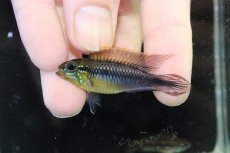 画像2: 【淡水魚】【通販】アピストグラマ アガシジィ ナナイ産 ワイルド【１ペア 個体販売】(アピストグラマ)(生体)(熱帯魚)NKAP (2)