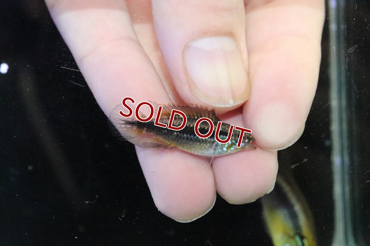 画像3: 【淡水魚】【通販】アピストグラマ アガシジィ ナナイ産 ワイルド【１ペア 個体販売】(アピストグラマ)(生体)(熱帯魚)NKAP (3)